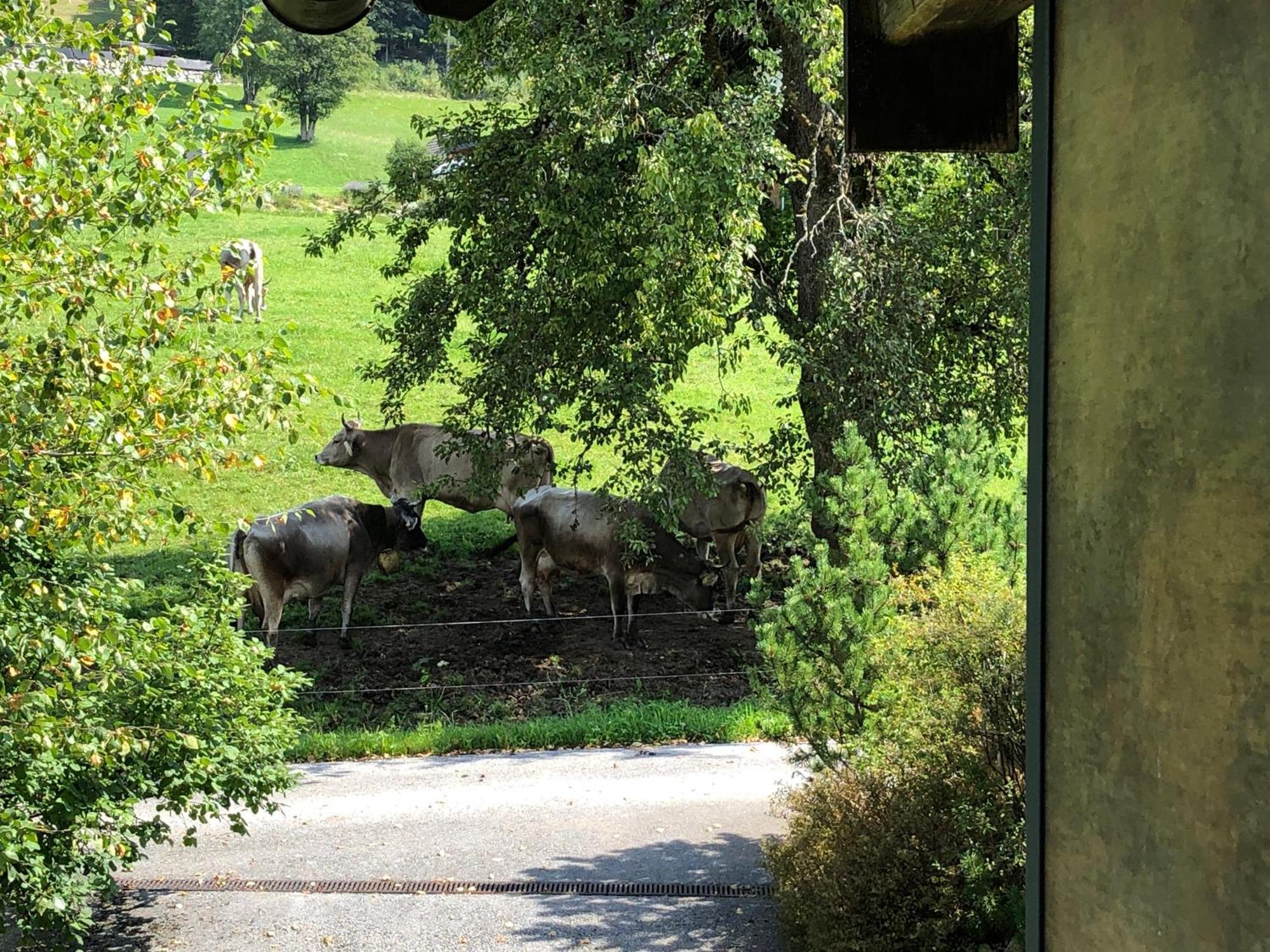 Apartment Stillleben Luxus Fuer Die Seele Abtenau Eksteriør billede